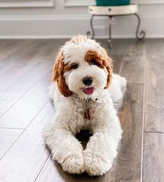 a white and brown dog sitting on top of a wooden floor