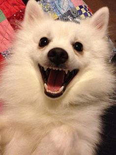 a white dog with its mouth open and it's tongue out, sitting next to a quilt