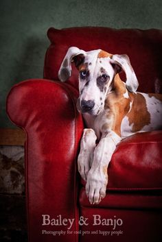 a brown and white dog sitting on top of a red chair