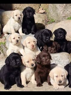 a bunch of puppies are sitting on some rocks