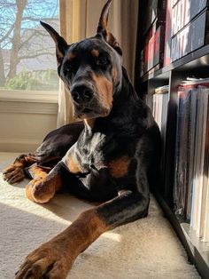 a doberman laying on the floor in front of a bookshelf full of books