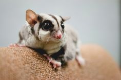 a close up of a small animal on a person's arm with it's eyes wide open