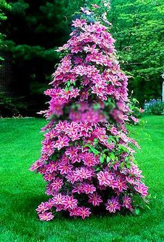 a very pretty purple flowered tree in the grass