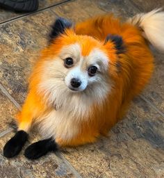 an orange and white dog laying on the floor