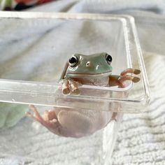 a small frog sitting on top of a plastic container