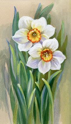 two white daffodils in a green vase with watercolors on paper