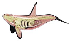 the skeleton of a fish is shown in this illustration, it appears to have been cut out