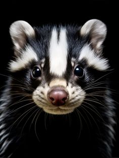 a black and white striped animal looking at the camera