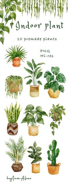 an illustrated guide to indoor plants for the home and garden, including houseplants