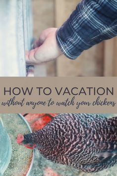 a person feeding a chicken with the words how to vacation without anyone to watch your chickens