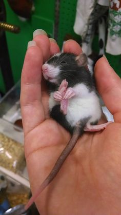 a person holding a small mouse in their hand