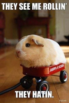 a hamster sitting on top of a red wagon with the caption they see me rollin '