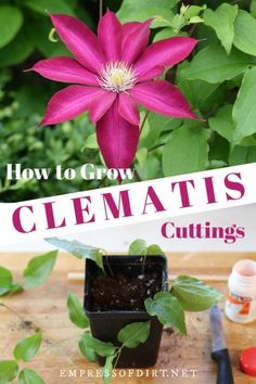 how to grow clematis cuttings in the garden with text overlay that reads, how to grow clematis cuttings