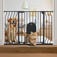 two dogs and a cat in a gated area with a dog sitting on the floor