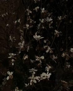 white flowers blooming on the branches of a tree in front of a brick wall