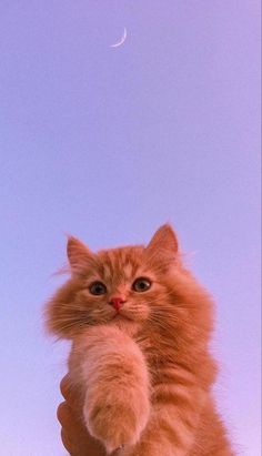 a fluffy orange cat is being held up by someone's hand with the moon in the background