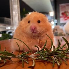 a hamster sitting on top of a wooden table next to some green leaves and grass