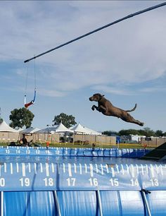 a dog jumping in the air over an obstacle course