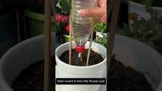 Automatic watering device | DIY | Home gardening Water Bottle Diy, Diy Water Bottle, Bottle Diy, Home Gardening, How To Set Up, Flower Pots