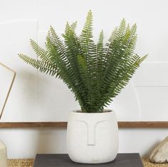 a potted plant sitting on top of a table