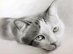 a pencil drawing of a cat's face