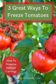 tomatoes growing on a tree with the title 3 great ways to freeze tomatoes