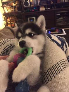 a husky dog chewing on a toy in his mouth