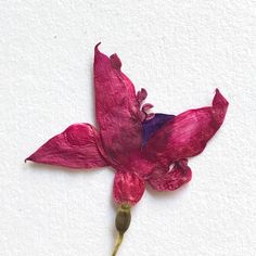 a pink flower with purple stamens on it's petals is shown against a white background