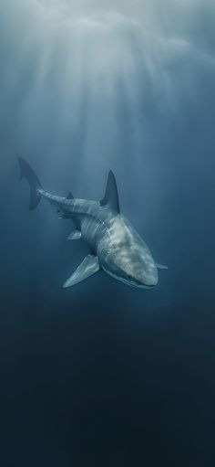 an image of a shark swimming in the ocean