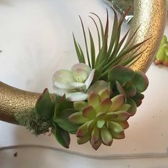 a close up of a plant on a table