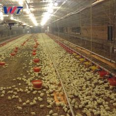 many chickens are laying on the ground in an indoor chicken coop with lights above them