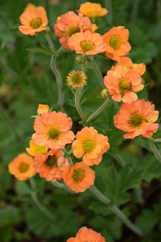 orange flowers with green leaves in the foreground and on the far side, there is no image here to provide a caption for