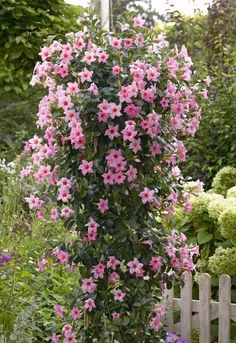 pink flowers growing on the side of a white picket fence in a garden with lots of greenery