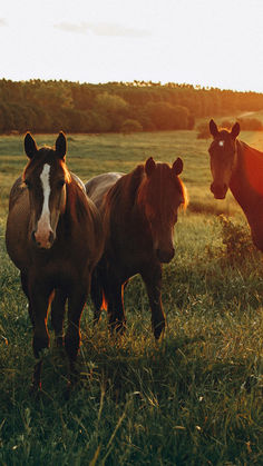 three horses standing in the grass at sunset