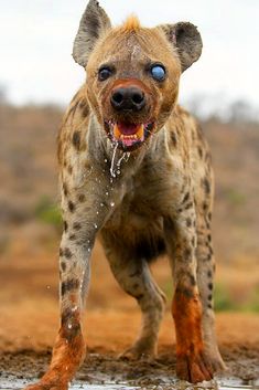 a spotted hyena is standing in the water and has it's mouth open