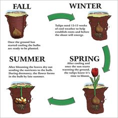 the four stages of growing flowers in winter and fall, with instructions on how to grow them