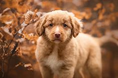 a brown dog standing next to a tree filled with leaves