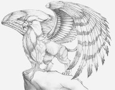 a pencil drawing of an eagle sitting on top of a rock with its wings spread