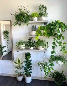 several potted plants are arranged on shelves in front of a mirror, and one is hanging from the wall