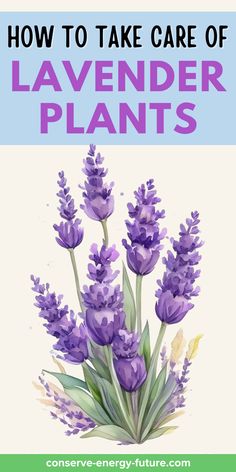 lavender plants with the title how to take care of lavender plants