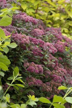 purple flowers and green leaves are growing on the side of a wall in a garden