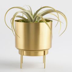 a gold planter with an air plant in it