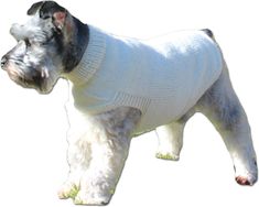 a dog wearing a sweater standing in the grass