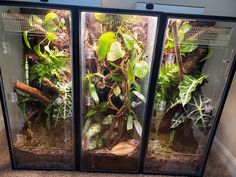 two glass cases with plants inside of them on the floor in front of a wall