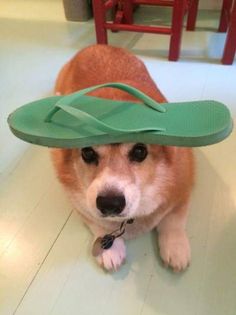 a dog with a green hat on its head