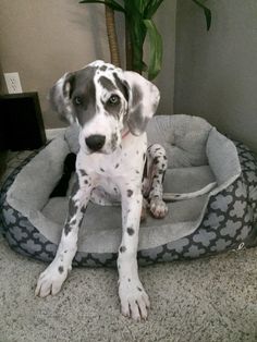 a dalmatian dog sitting in his bed on the floor next to a potted plant