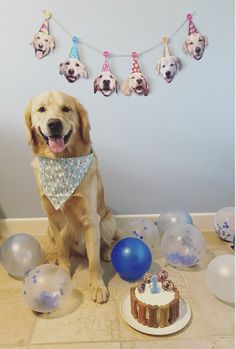 a dog sitting in front of a birthday cake with balloons on the floor and decorations around it