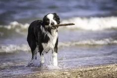 a black and white dog carrying a stick in it's mouth on the beach