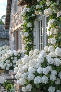 white flowers line the side of a building