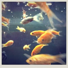 an aquarium filled with lots of gold fish